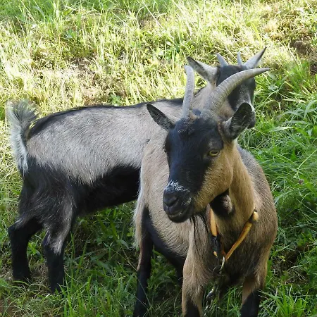 Kleissner アパート *