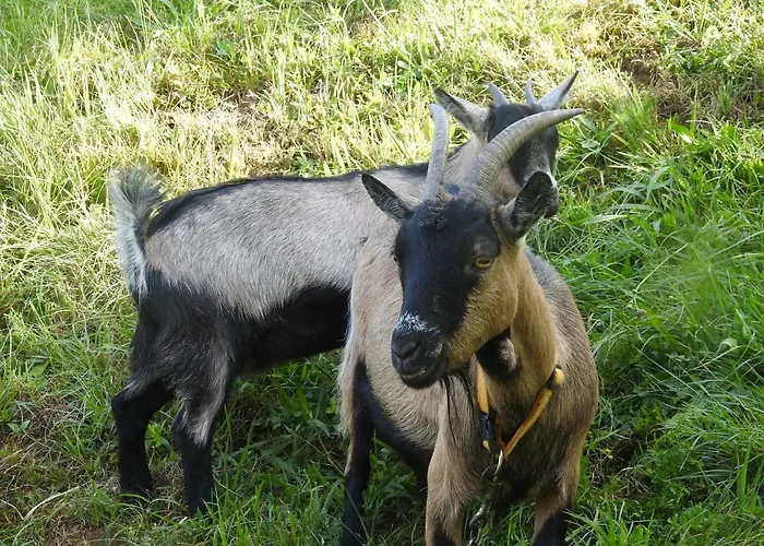 Kleissner Apartment *